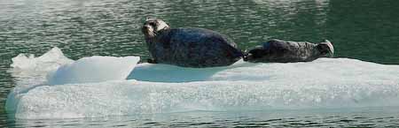 seal and pup on iceberg