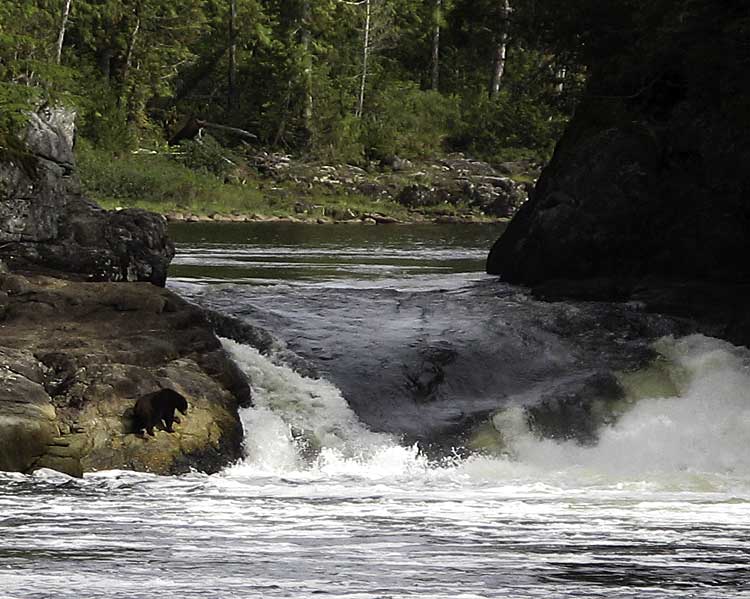 Black bear fishing a river