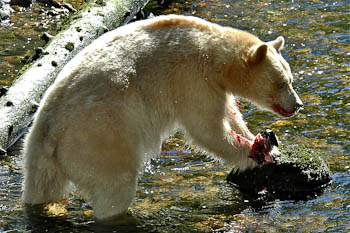 Spirit Bear fishing