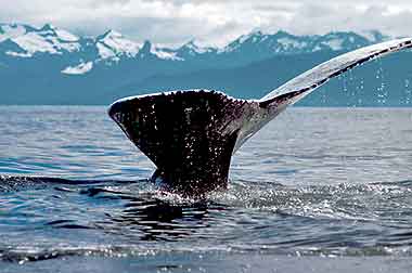 Humpback whale fluke, photo by Audrey Benedict 