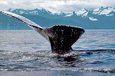 Humpback whale fluke, photo by Audrey Benedict