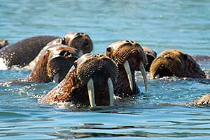 Walrus - courtesy of Heritage Expeditions