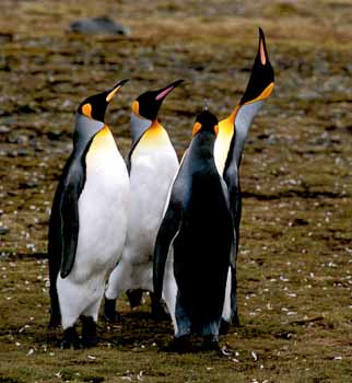 Penguin Quartet