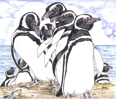 Magellanic penguins (MH)